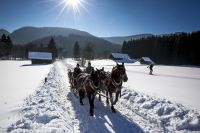 Pferdeschlitten Bad Mitterndorf_(c) TVB Ausseerland - Salzkammergut-Tom Lamm